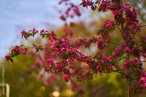 Flowering trees in April in Kyiv