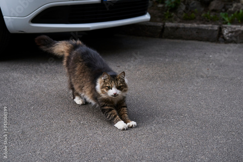 Cat that stretches in the yard