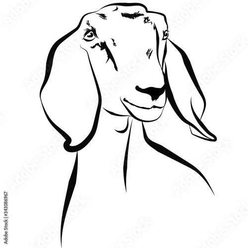 Vector illustration portrait of goat