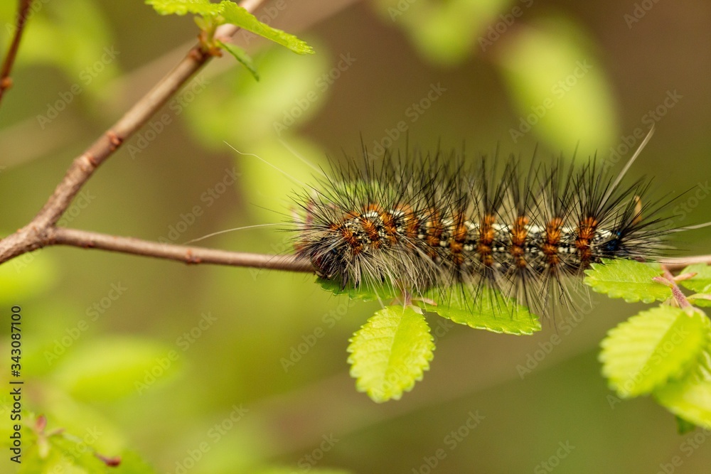 A close up of a hairy caterpillar walking across a stick.