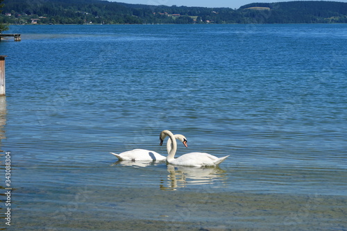 deux cygnes amoureux