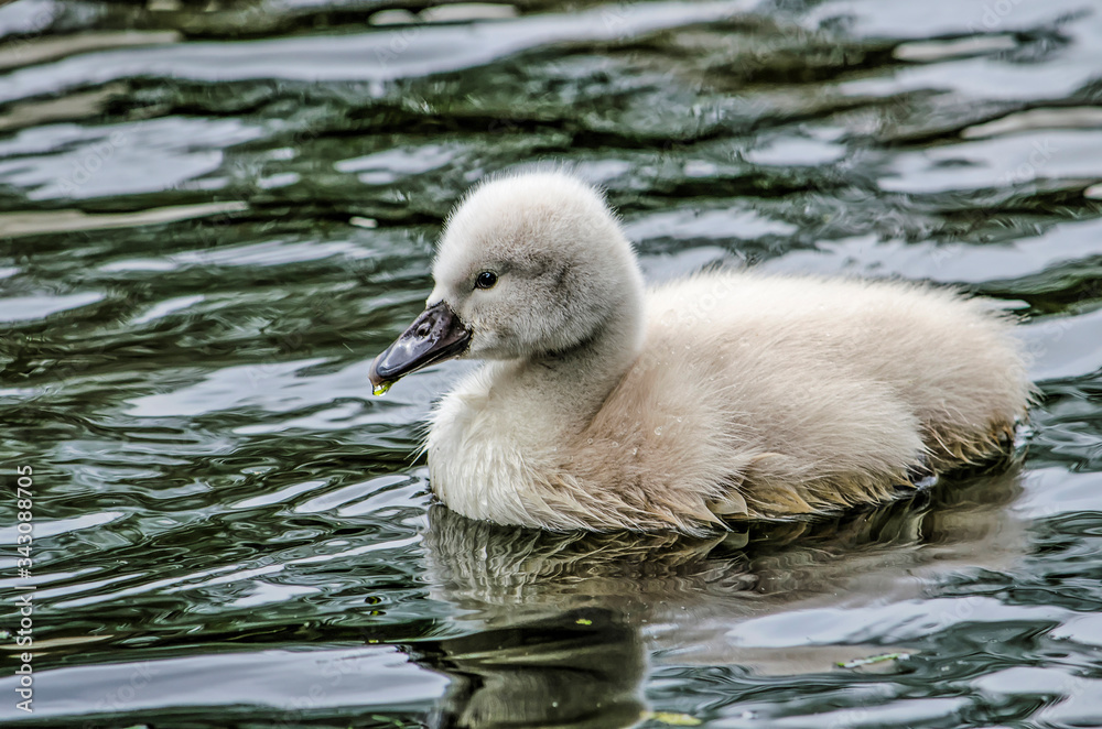Young swan swimming in a pond in springtime with a drop of water at its beak Young swan swimming in a pond in springtime with a drop of water at its beak