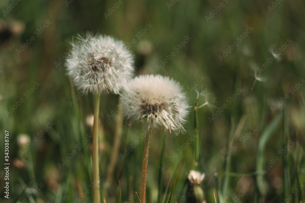 White fluffy dandelions in the field, dandelions fly in the wind