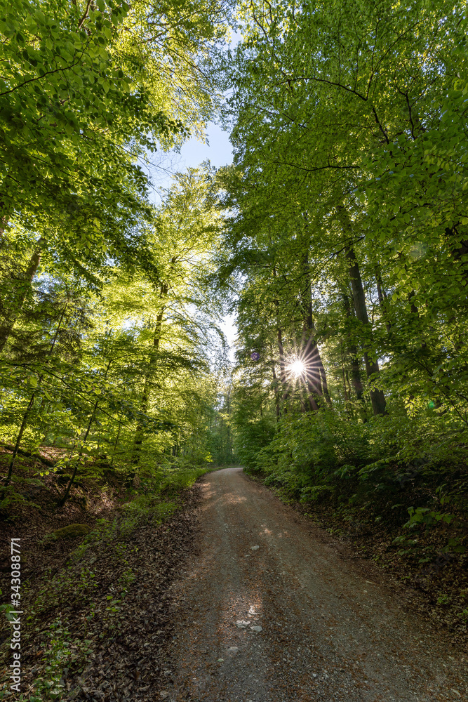Naklejka premium Wald beim Donaudurchbruch Kehlheim im Frühling bei Sonnenschein