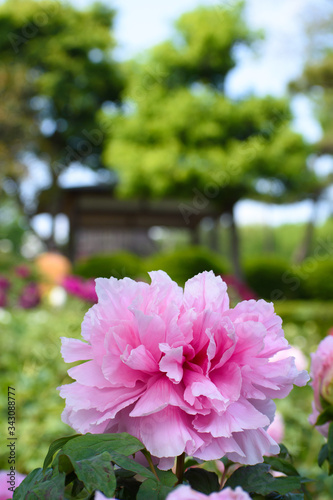 Fototapeta Naklejka Na Ścianę i Meble -  牡丹の花