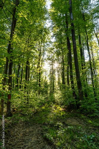 Wald beim Donaudurchbruch Kehlheim im Frühling bei Sonnenschein © Harald Schindler