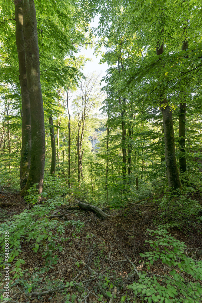 Fototapeta premium Wald beim Donaudurchbruch Kehlheim im Frühling bei Sonnenschein