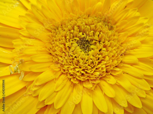 Top view of gerbera flower close up
