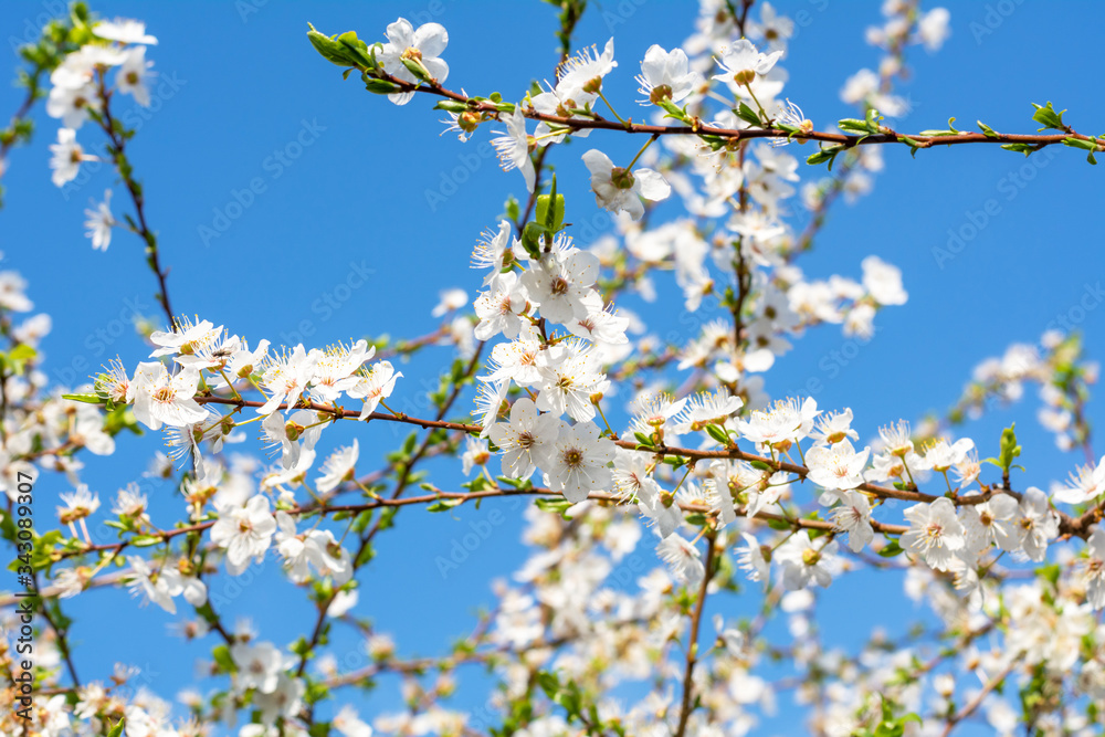 Blooming apple tree in spring against a bright blue sky. Many beautiful white flowers of apple tree on the branches. Beautiful spring background, wallpaper. Blooming apple tree in spring against a bright blue sky. Many beautiful white flowers of apple tree on the branches. Beautiful spring background, wallpaper.