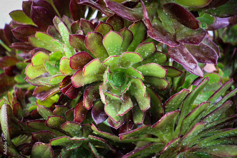 Fototapeta premium Aeonium plante décorative _2