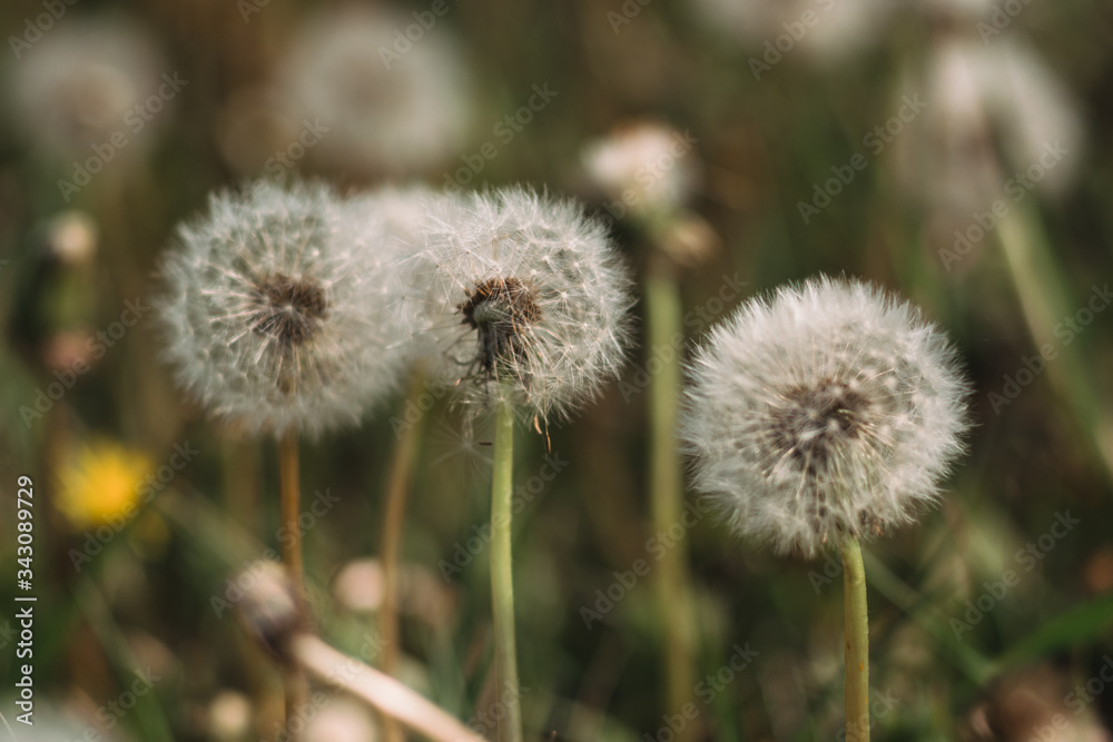White fluffy dandelions in the field, dandelions fly in the wind White fluffy dandelions in the field, dandelions fly in the wind