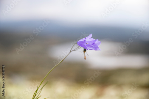 Norwegen Blume Lila 