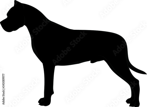 Vector illustration of dogo argentino