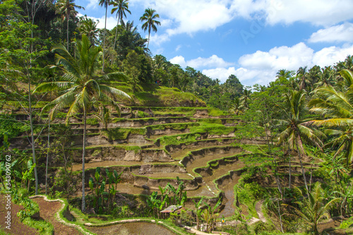  Beautiful rice terraces in the moring light near Tegallalang village, Ubud, Bali, Indonesia. 