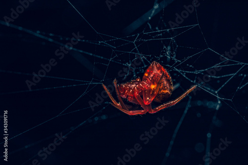 Fotografia red spider on a web
