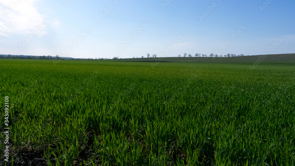 Green field with winter wheat and blue sky. Green grass field
Green field with winter wheat and blue sky. Green grass field