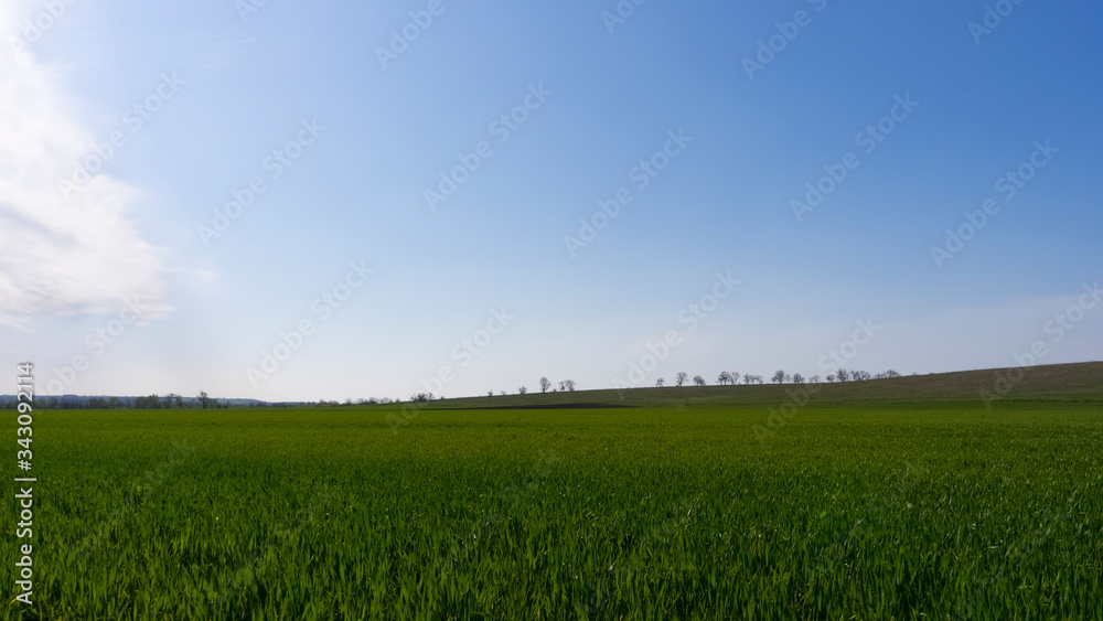Obraz premium Green field with winter wheat and blue sky. Green grass field 