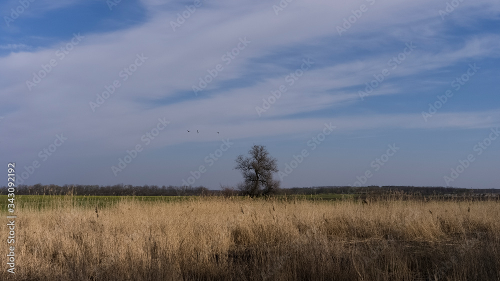 Lonely tree in the field on a background of yellow grass and birds in the sky
Lonely tree in the field on a background of yellow grass and birds in the sky
