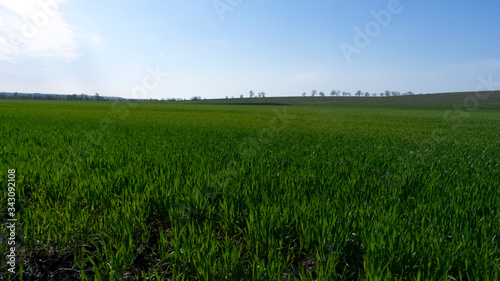 Green field with winter wheat and blue sky. Green grass field 