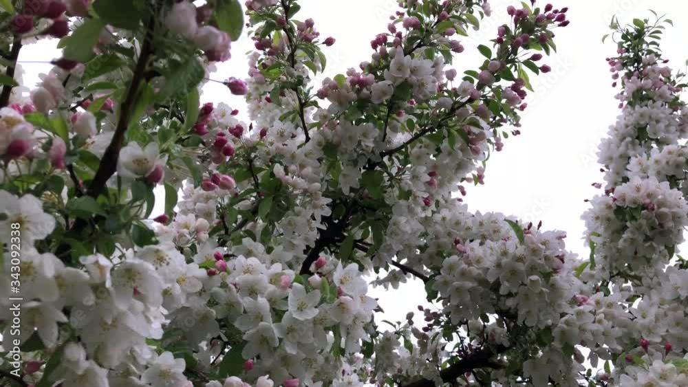 White cherry flowers blooming in Ottawa White cherry flowers blooming in Ottawa