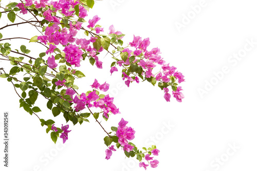 Bougainvilleas isolated on white background. Save with Clipping path .