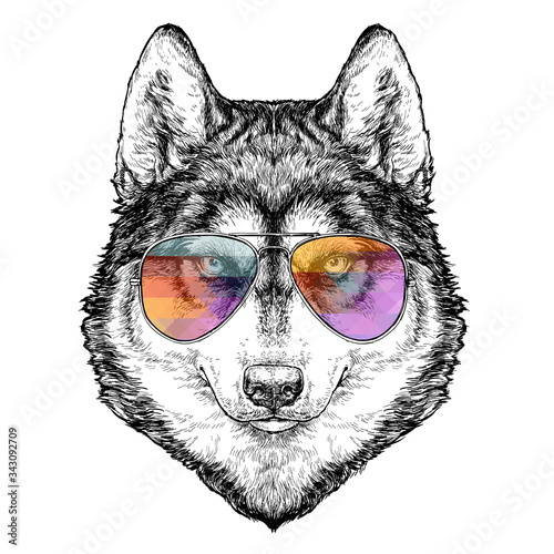 Husky Hipster hand drawn fashion Illustration with aviator sunglasses. Vector illustration