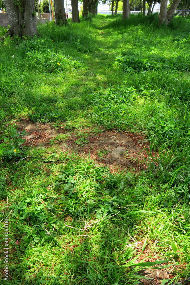 Obraz premium 春の木漏れ日の野原風景