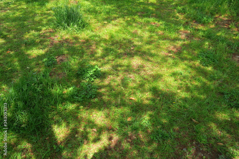 春の木漏れ日の野原風景 Stock Photo Adobe Stock