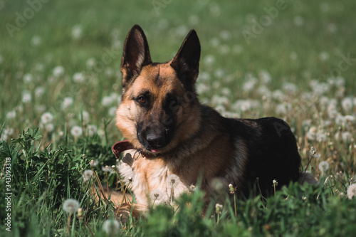 German shepherd lies in a field of dandelions  a shepherd in nature  a dog in the grass