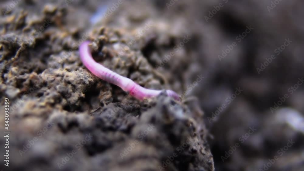 Macro shot of earthworm slithering in the mud. Macro shot of earthworm slithering in the mud.
