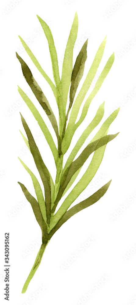Fototapeta premium Hand drawn watercolor tropical leaf