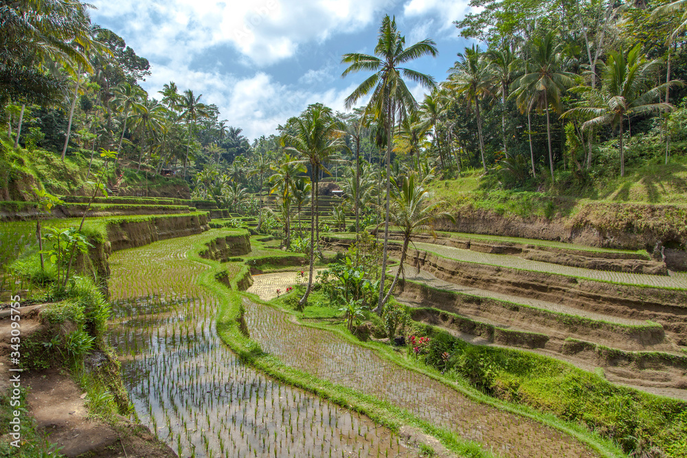 Beautiful rice terraces in the moring light near Tegallalang village, Ubud, Bali, Indonesia.
Beautiful rice terraces in the moring light near Tegallalang village, Ubud, Bali, Indonesia.