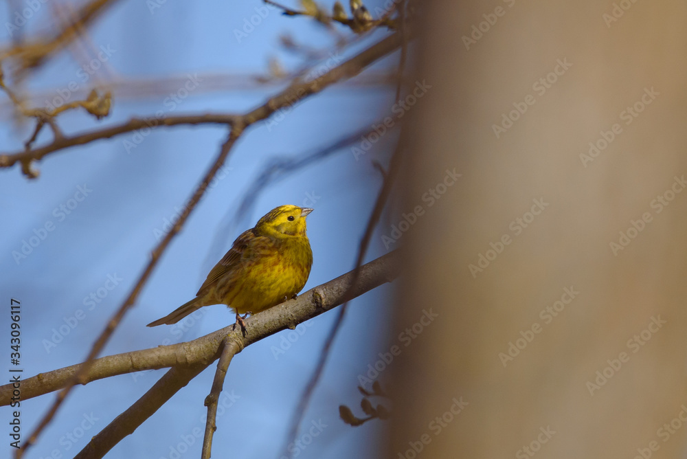 Selective focus photo. Yellowhammer bird, Emberiza citrinella. Selective focus photo. Yellowhammer bird, Emberiza citrinella.