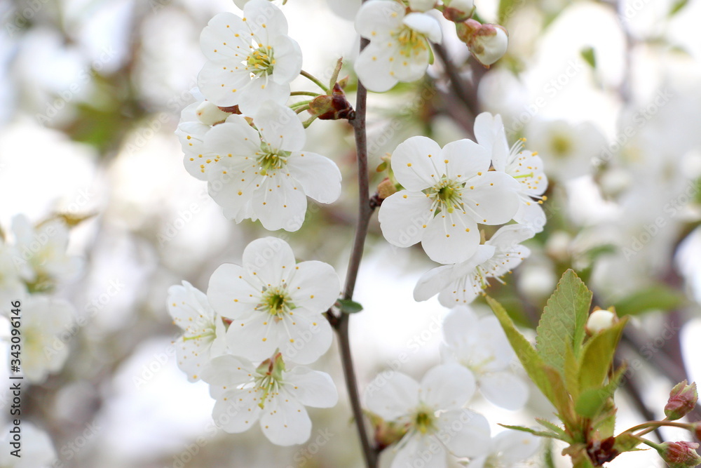 White little apple tree flowers on a tree. Spring.