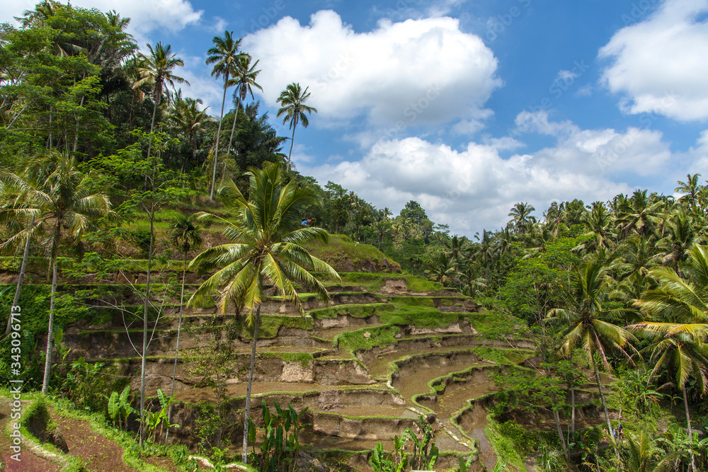 Obraz premium Beautiful rice terraces in the moring light near Tegallalang village, Ubud, Bali, Indonesia. 