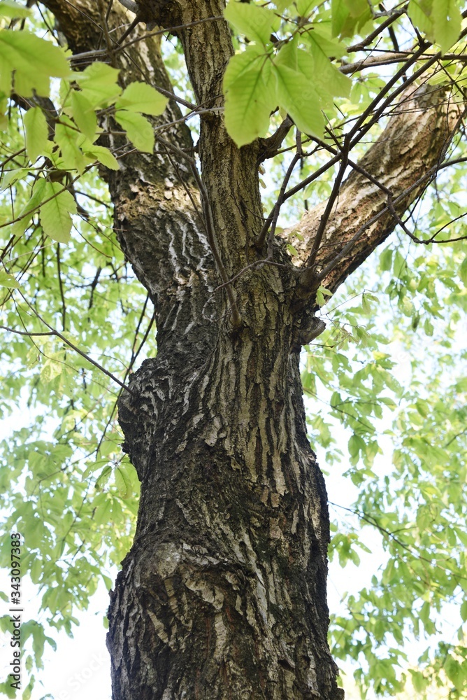 Obraz premium Quercus serrata bark and leaves / Fagaceae deciduous tree