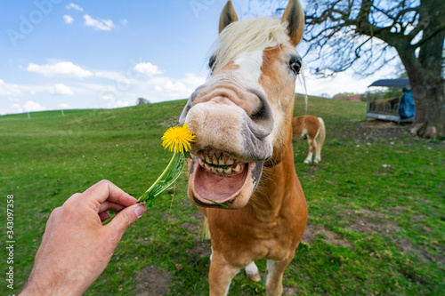 Lustiges Bild: Pferd frisst eine gelbe Pustblume aus der Hand eines Mannes mit geöffnetem Mund © Frank Lambert