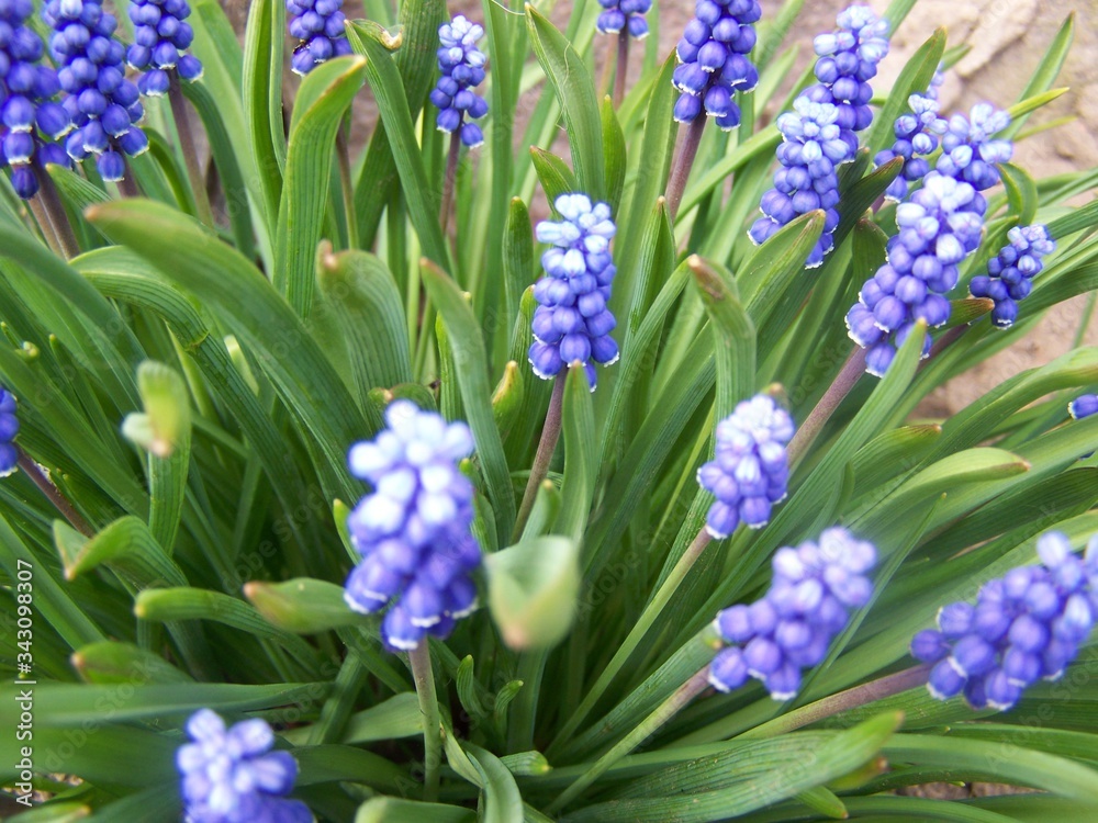 Obraz premium blue hyacinth flowers