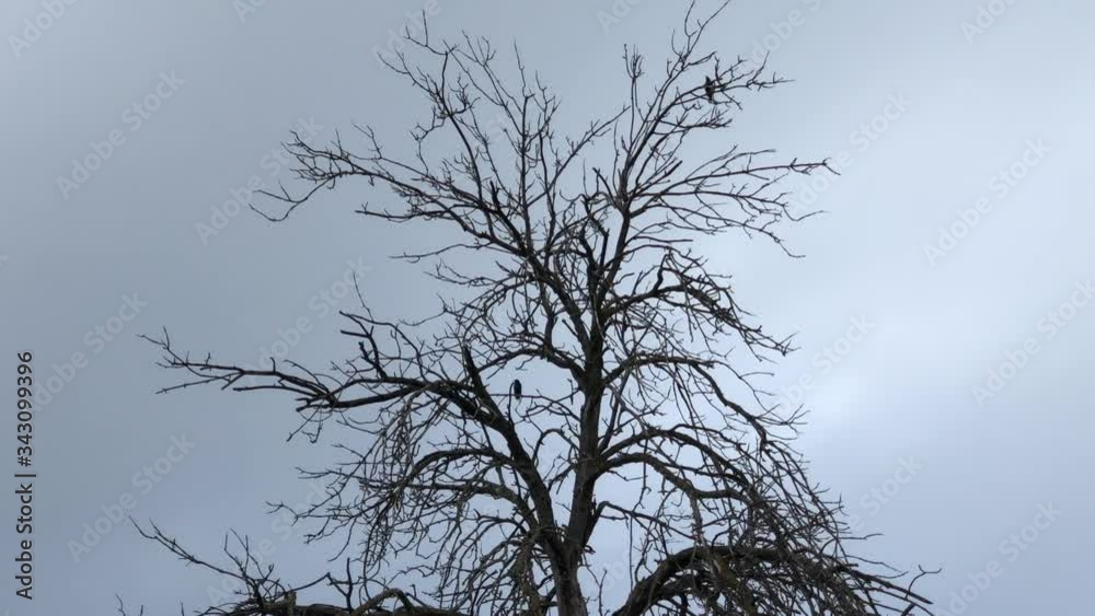 Birds in the leafless tree in winter Birds in the leafless tree in winter