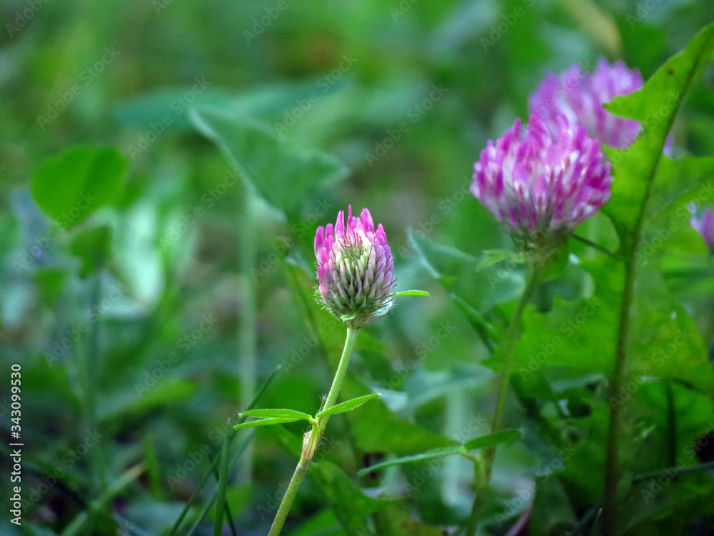 pink and yellow flower pink and yellow flower