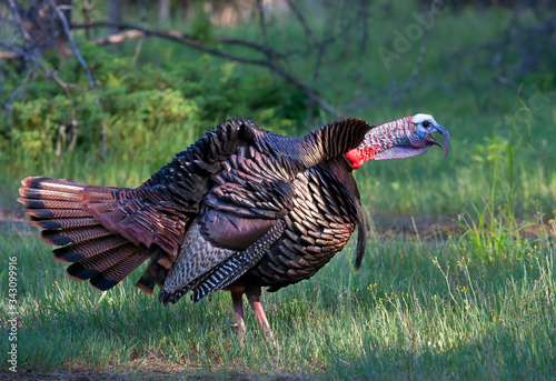 Wild Tom Turkey strutting