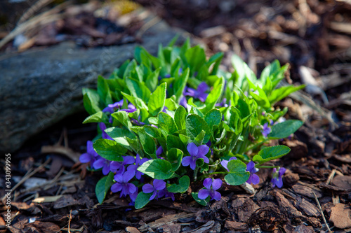 Spring blooming violets flowers on a garden rock