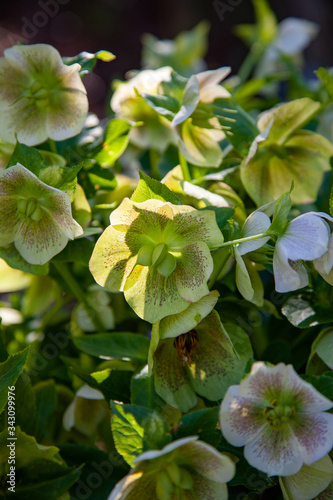 Fresh spring blooming hellebore in the rays of the sun