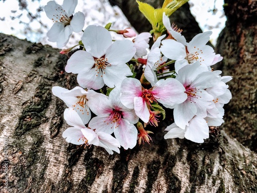 Japan Series: Sakura Bloom: 