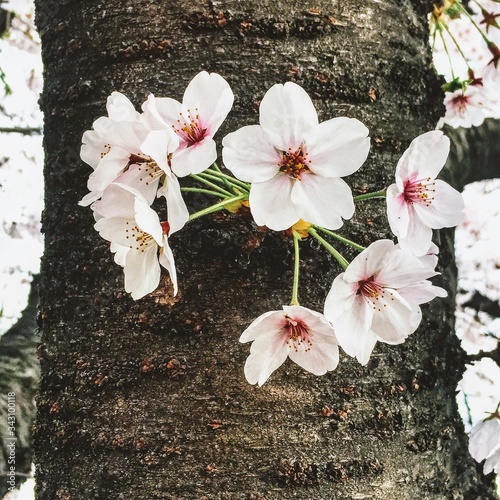 Japan Series: Sakura Bloom: 