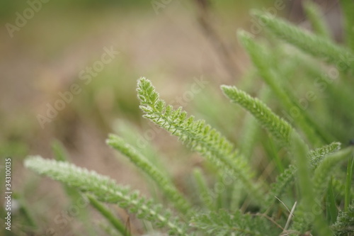 Yarrow green grass grow in a spring field, side view, close-up. Perennial herbaceous grass.