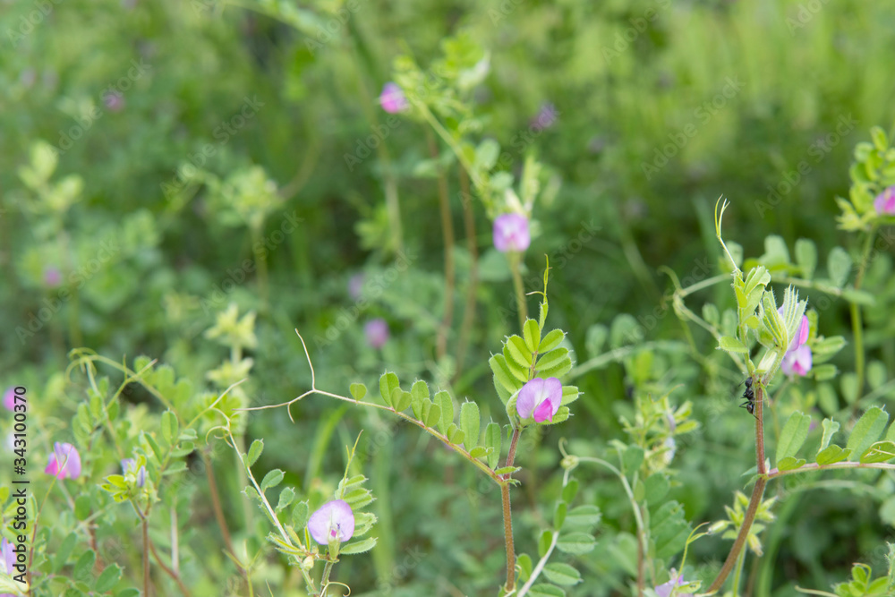 カラスノエンドウの群生 / Vicia sativa subsp カラスノエンドウの群生 / Vicia sativa subsp