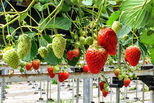 Japan Series: Strawberry: 