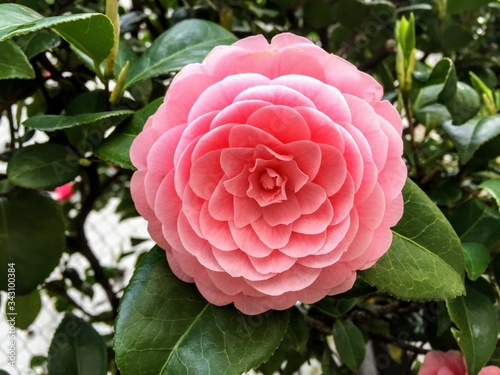 Japan Series: Japanese pink rose: