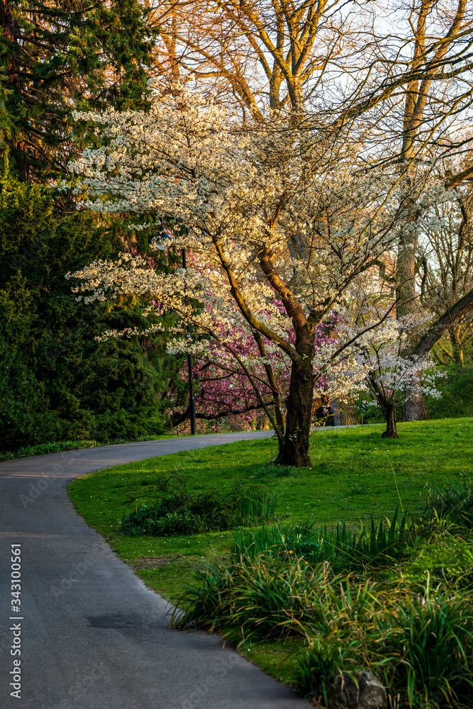Naklejka premium Spring sunset in the park